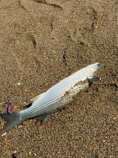 ボラの釣果