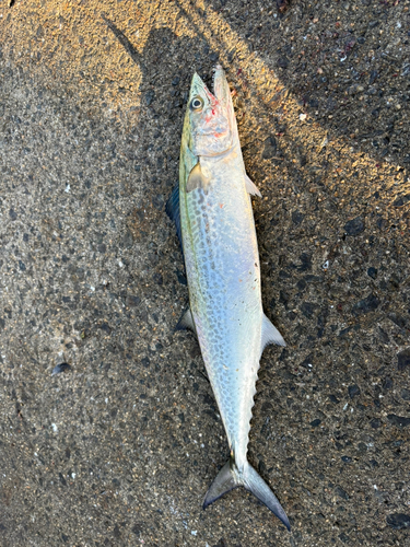 サゴシの釣果