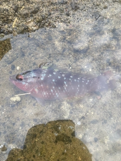 ホシササノハベラの釣果