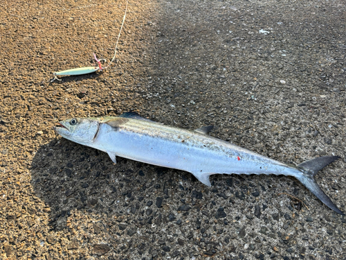 サゴシの釣果