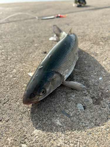 ウグイの釣果