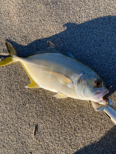 ギンガメアジの釣果