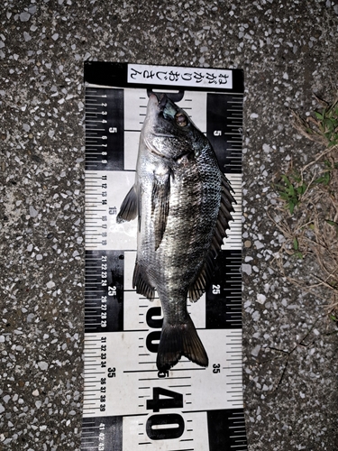 クロダイの釣果