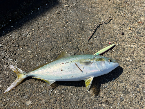 ハマチの釣果