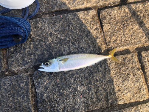 マサバの釣果