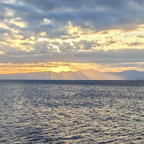 ウルメイワシの釣果