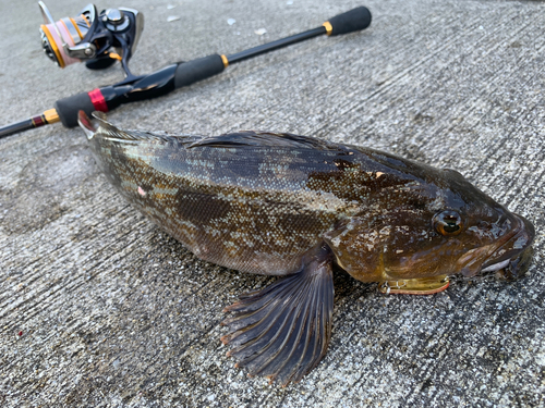 アイナメの釣果