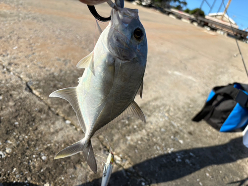 GTの釣果