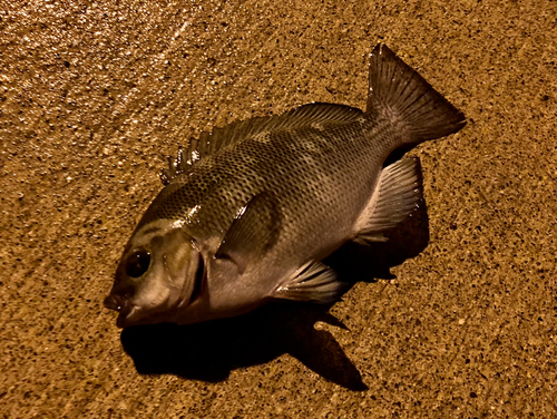 メジナの釣果