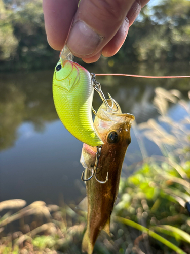 ラージマウスバスの釣果