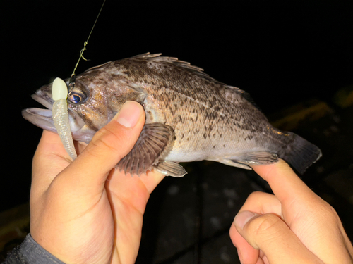 クロソイの釣果