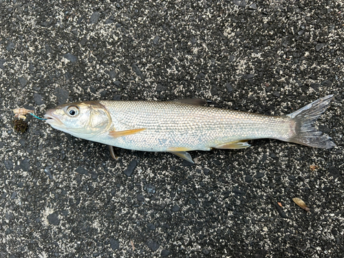 ウグイの釣果