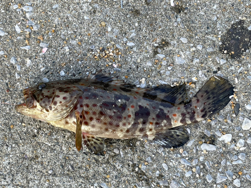 チャイロマルハタの釣果