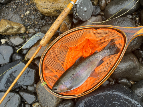 ニジマスの釣果