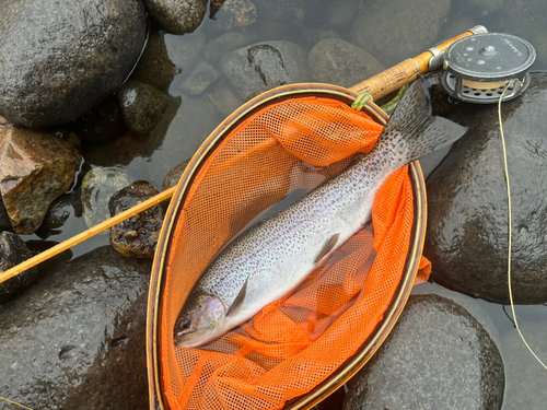 ニジマスの釣果