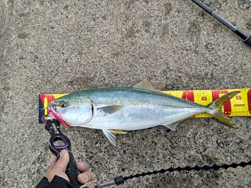 イナダの釣果