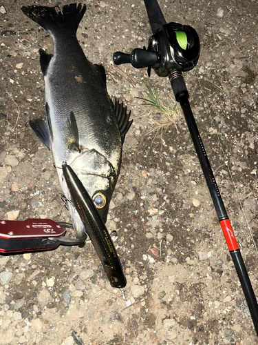 ヒラスズキの釣果