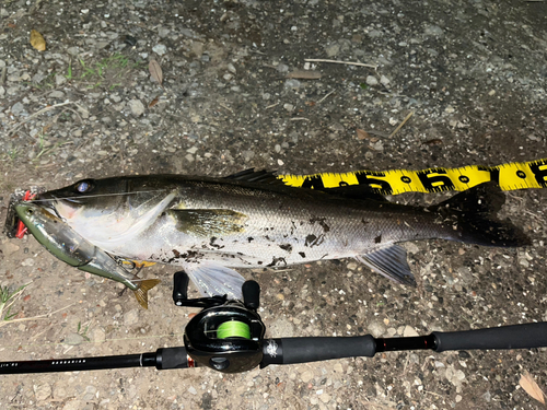 シーバスの釣果