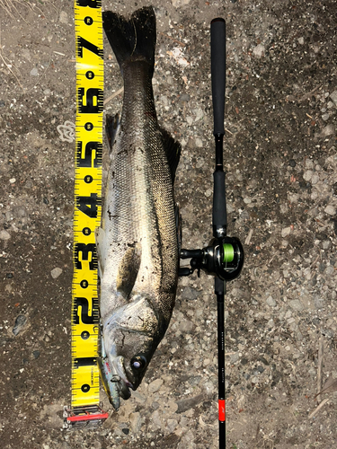 シーバスの釣果