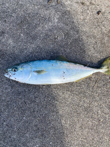 ワカシの釣果