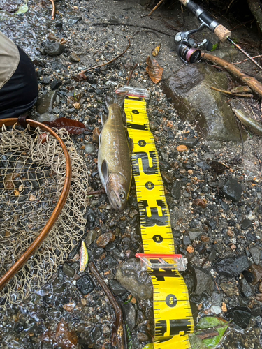 イワナの釣果