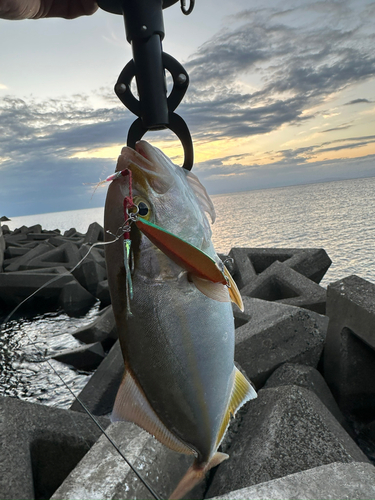 ショゴの釣果