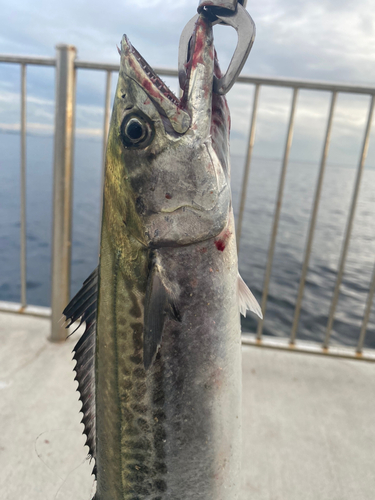 サゴシの釣果