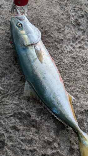 ヤズの釣果