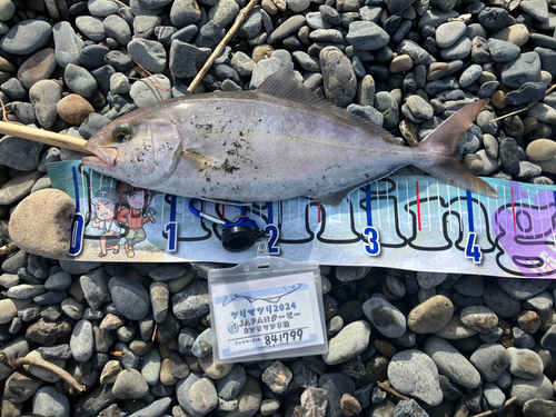 ショゴの釣果