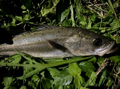 マルスズキの釣果