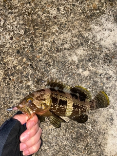 アオハタの釣果