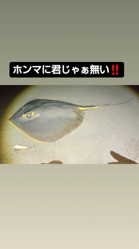 エイの釣果