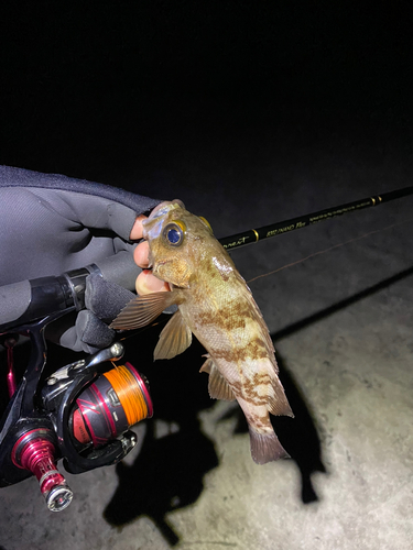 クロメバルの釣果