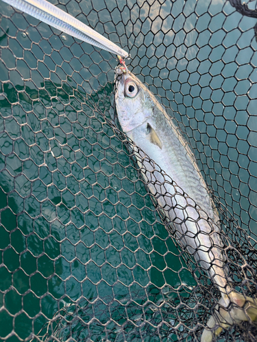 サバの釣果