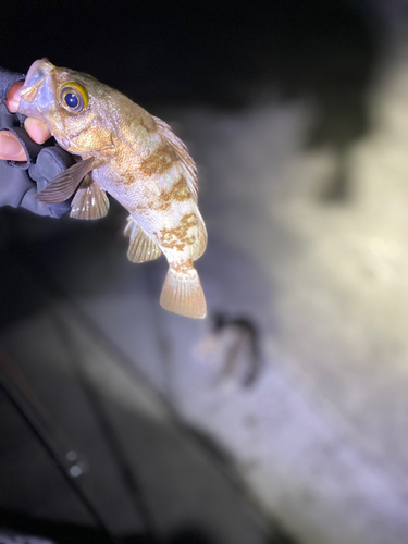 クロメバルの釣果