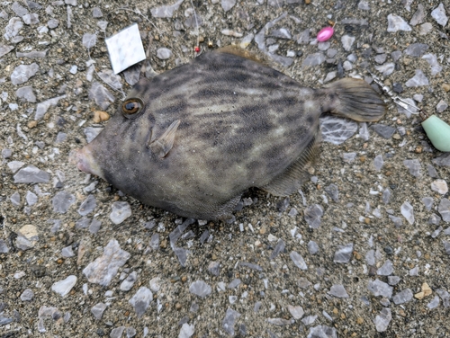 カワハギの釣果