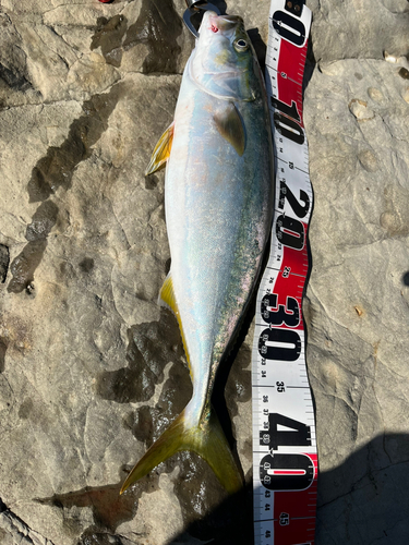 イナダの釣果