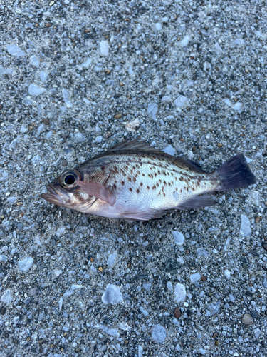 クロメバルの釣果