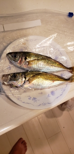 アジの釣果