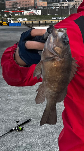 メバルの釣果