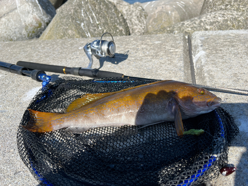 アブラコの釣果