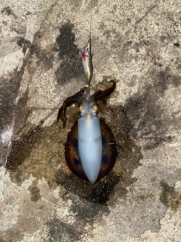 アオリイカの釣果