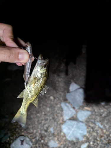 ニゴイの釣果