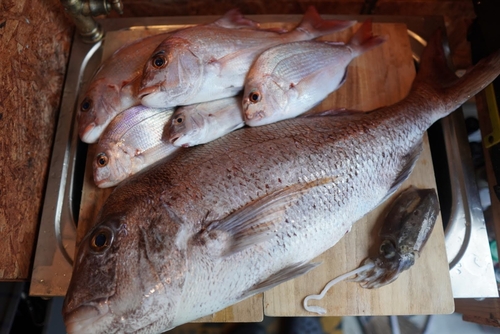 マダイの釣果