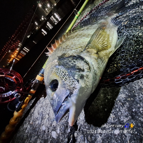 チヌの釣果