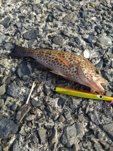 オオモンハタの釣果