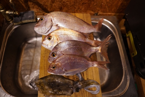 マダイの釣果