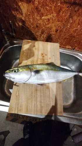 ハマチの釣果