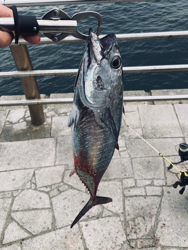 クロマグロの釣果