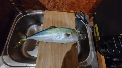 ハマチの釣果